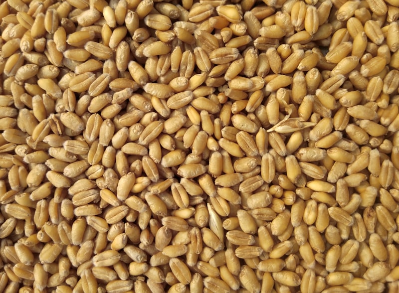 Normal MP Wheat